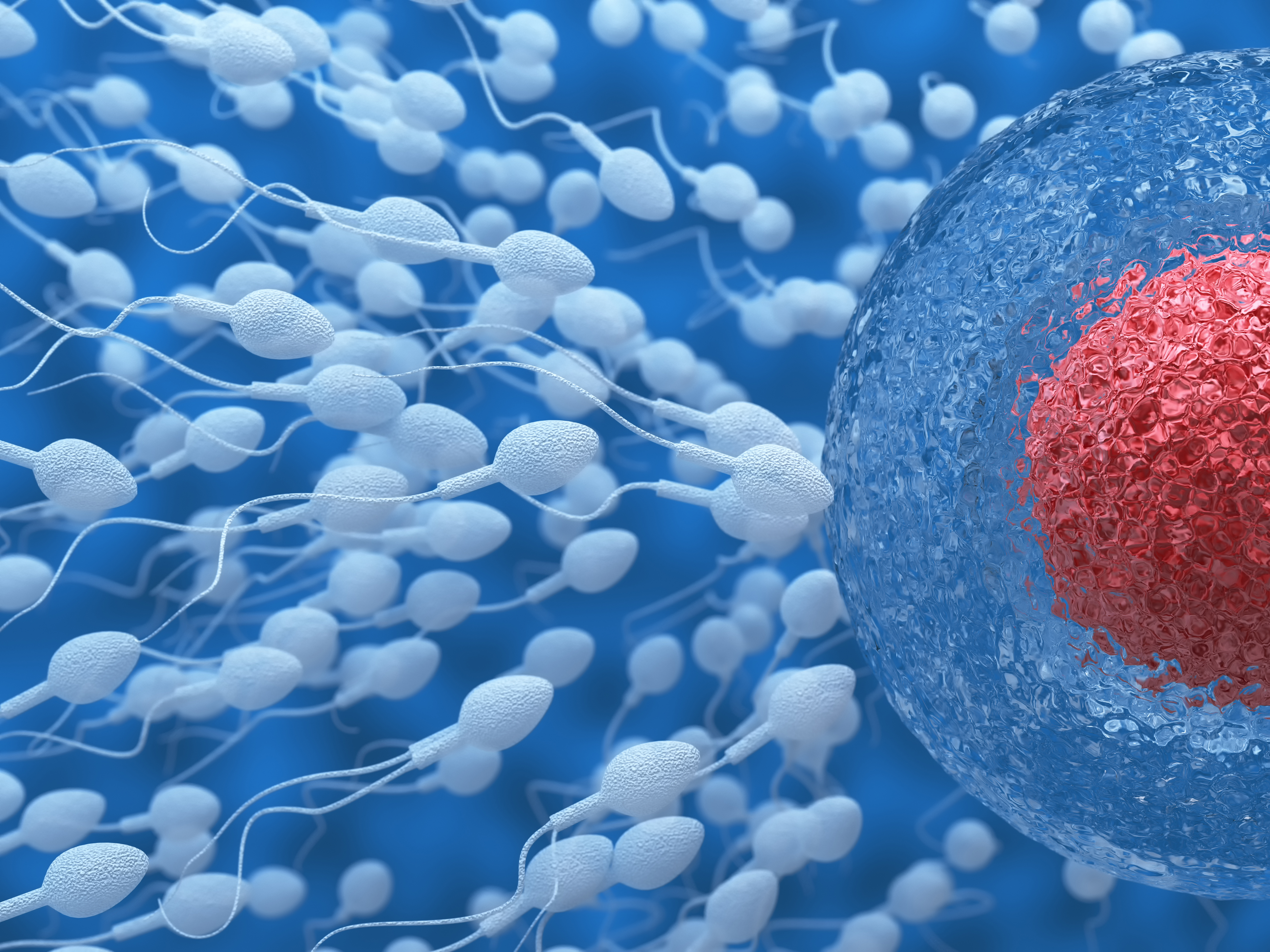 Fertility: how to get pregnant with functional nutrition