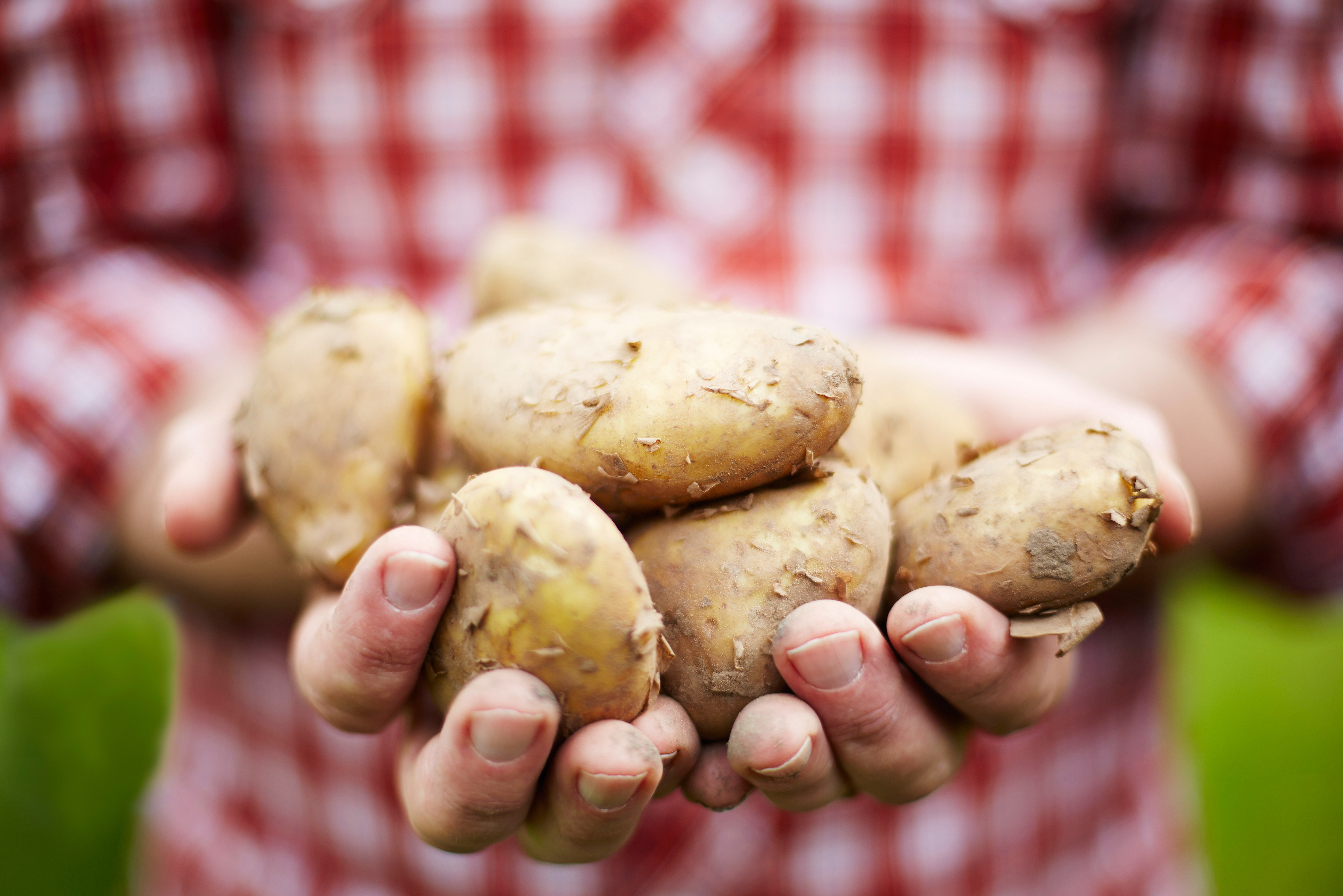 Jersey Royal potatoes: the perfect accompaniment to a coronation quiche
