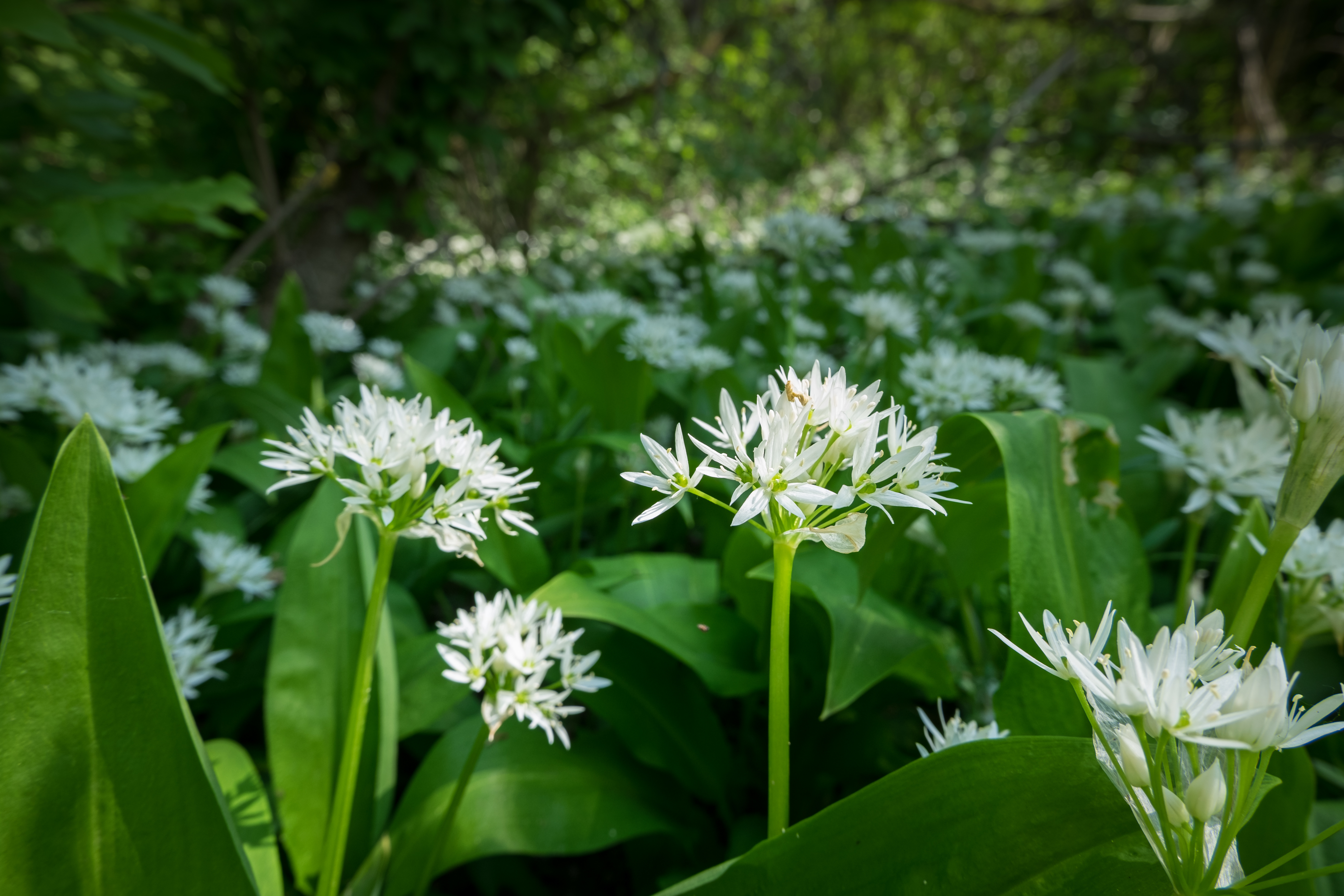 It&#8217;s wild garlic season! Here&#8217;s how to make the most of it