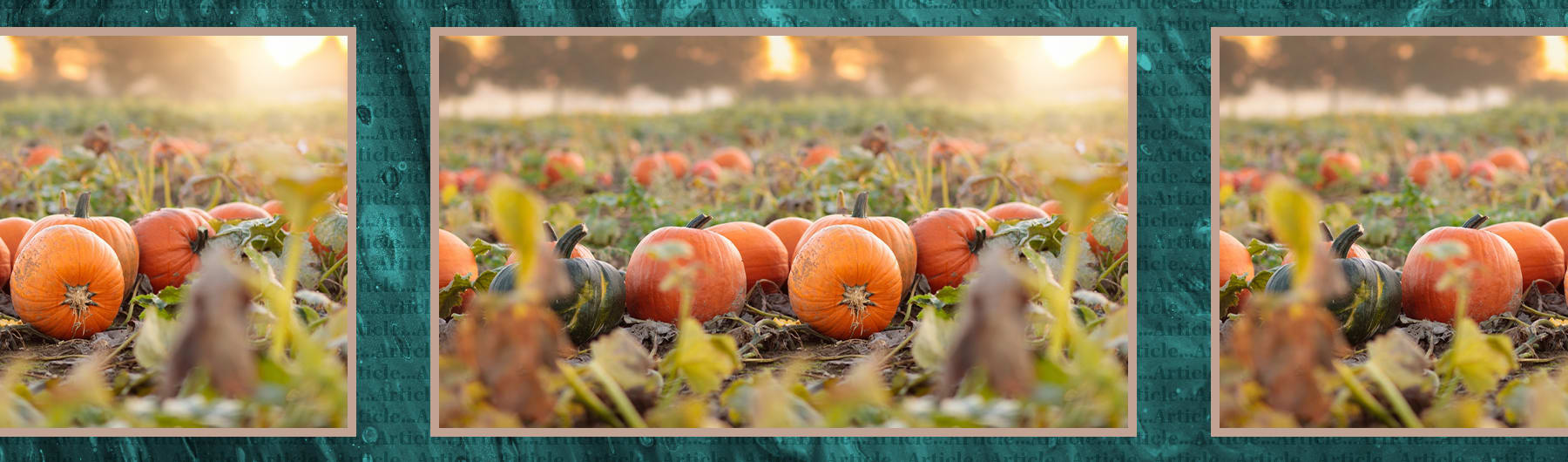 Five &#8216;gourd&#8217; reasons to save your pumpkins